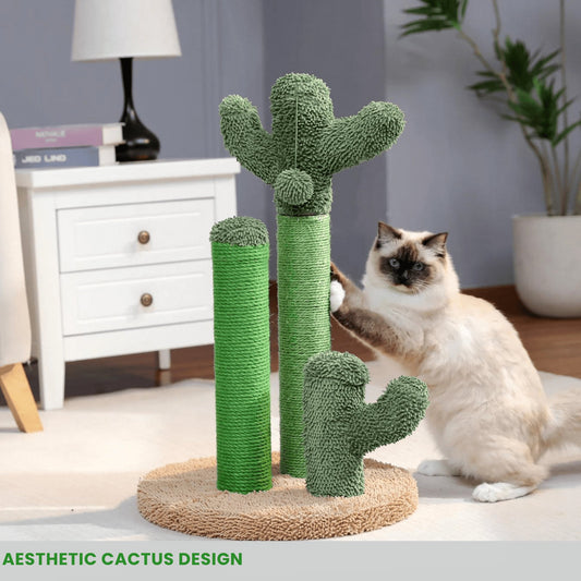 The Scratching Cactus | PETSDD - Petsdd